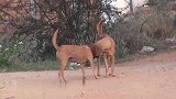街头田园犬站在马路中间玩耍，两只母狗联手欺负小伙伴