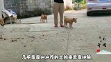 中华土狗为啥做不了军犬，听完兵哥哥的解释， 网友：确实不敢用