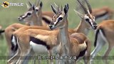 3只猎豹锁喉羚羊，不料羚羊突然发飙，这下猎豹可惨了