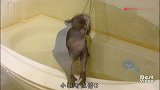 “难道这就是花果山水帘洞？”猴子进浴室洗澡，彻底懵了
