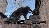猫咪：再冷的天也阻挡不了我的脚步