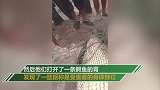 渔民失踪后警方捕获4米长大鳄鱼 剖开鳄鱼肚众人一片哗然