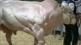 西班牙小哥：都是腱子肉的牛，你们认识的吗？