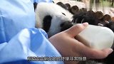 两只熊猫宝宝向梅妈妈争宠，网友：兄弟把皮脱了吧，演的太假了！