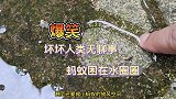 超级搞笑！坏坏人类无聊事，蚂蚁困在水圈圈