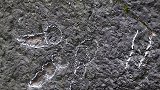 我国首次发现侏罗纪早期肉食龙足迹化石 位于重庆歌乐山