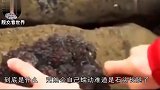 男子野外捡到一个“会动”石头，切开后发现自己赚大了