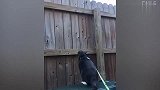 骑猪的小伙，你是想要笑死我吗