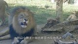 雄狮第一次见到小狮子，一脸花痴，雄狮：本王的儿子就是帅啊！