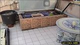 自建锦鲤池，看似廉价无比，走近看却着迷了！