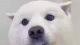 给狗带上假牙之后，我想到了牙擦苏，你们想到什么