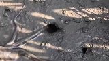 赶海捉海鲜，这个章鱼哥太厉害啦吧