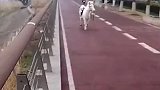 白马在步道狂奔，径直将电动骑车者踹倒，这里是马路