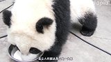 铲屎的将我的零食交出来，熊猫紧追饲养员不放，一副无赖相