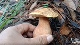 林哥上山捡山珍，树林里发现两巴掌大的牛肝菌，你们见过了吗？