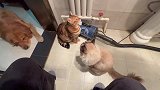 猫陪主人上厕所，是怕主人偷吃？