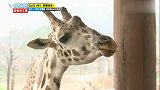 RM搞笑动物园,当长颈鹿李光洙碰到真正的长颈鹿,同类关爱无限
