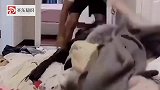 爆笑：开车不喝酒，喝酒可以拉车，大哥你这操作我服了！