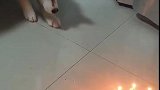二哈：这是什么东西，吓了我一跳！