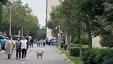 小狗在学校里徘徊，嘴里还叼着女生的衣服