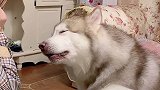 这就是会撒娇的狗子吗