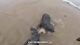 纪录片两只海豹被渔网勒住，一只已经勒断了气，结局太感人了