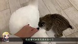 小猞猁成天和猫咪腻歪，白猫：其实我也慌张