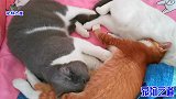 这只橘猫级别不低，有猫给按摩还有猫给舔毛，胖公猫的卖萌好可爱
