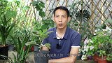 秋季给无花果换盆换土，谨记这些技巧，明年结果实更大更多