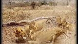 非洲鬣狗被狮群围攻，场面太壮观了