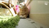 听到主人的召唤，猫咪的回应太温柔了！