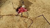 路过旱地发现地面裂痕蹊跷，放上鸡蛋和石榴，跳出小鱼来。
