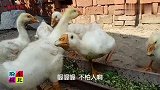 大碴粥水饭，半拉咸鸭蛋，记忆中的味道，农民简单晚餐好味道