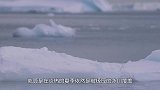 “不该出现”在地球上的东西，在南极现身！科学家：人类要警惕