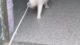 猫：我就不信，拔河我还会输给你！