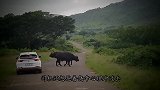 野外遇到大象，游客下车近距离围观，结果大象一脚踩在车上
