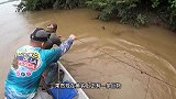 亚马逊河流里钓上来的巨物，凶猛程度极为恐怖！