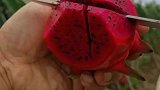 火龙果种植基地，看到成熟的火龙果，满满的食欲