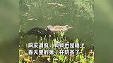 鸭子河里狂炫“蝌蚪自助”，像极了喝珍珠奶茶：喝不完根本喝不完