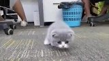 小猫跑到办公室里来,逗下猫，小猫咪萌化了
