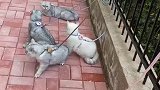 集体溜猫，团子训练孩子们开始