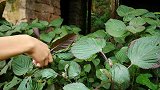 紫苏全身都是宝，教你一种新吃法，开胃爽口，香气四溢还特别下饭