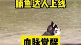 你的捕鱼小能手，狗子已上线