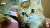 这小奶猫骨骼清奇，果然是把“越狱”的好手，只是动作也太帅了吧