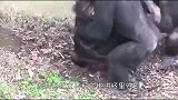 这只猩猩是成精了吗？告诉游客不能碰电网，还亲身试验！