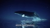 科学家拍到罕见鲸落画面，鲸尸沉至海底，章鱼、蠕虫正在蚕食躯体