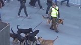 警犬执行公务，却被十几只流浪狗当街包围，简直是现实版狗皮膏药