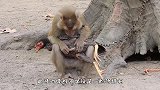 猴子绑架老母鸡，对着人家一顿乱摸，母鸡：我招你惹你了