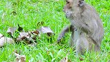 早晨，一群猴子下山寻找食物