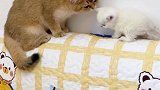 小奶猫哭着对我说，童话里都是骗喵的！